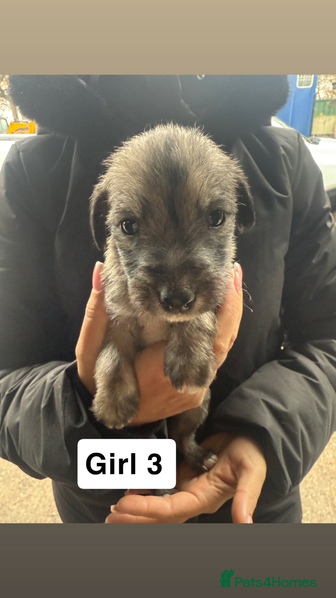 Whippet dogs for sale: Bedlington whippet puppies  - Advert 11