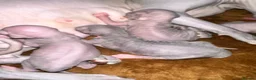 Sphynx cats for sale: Stunning lilac and blue sphynx  - Advert 13