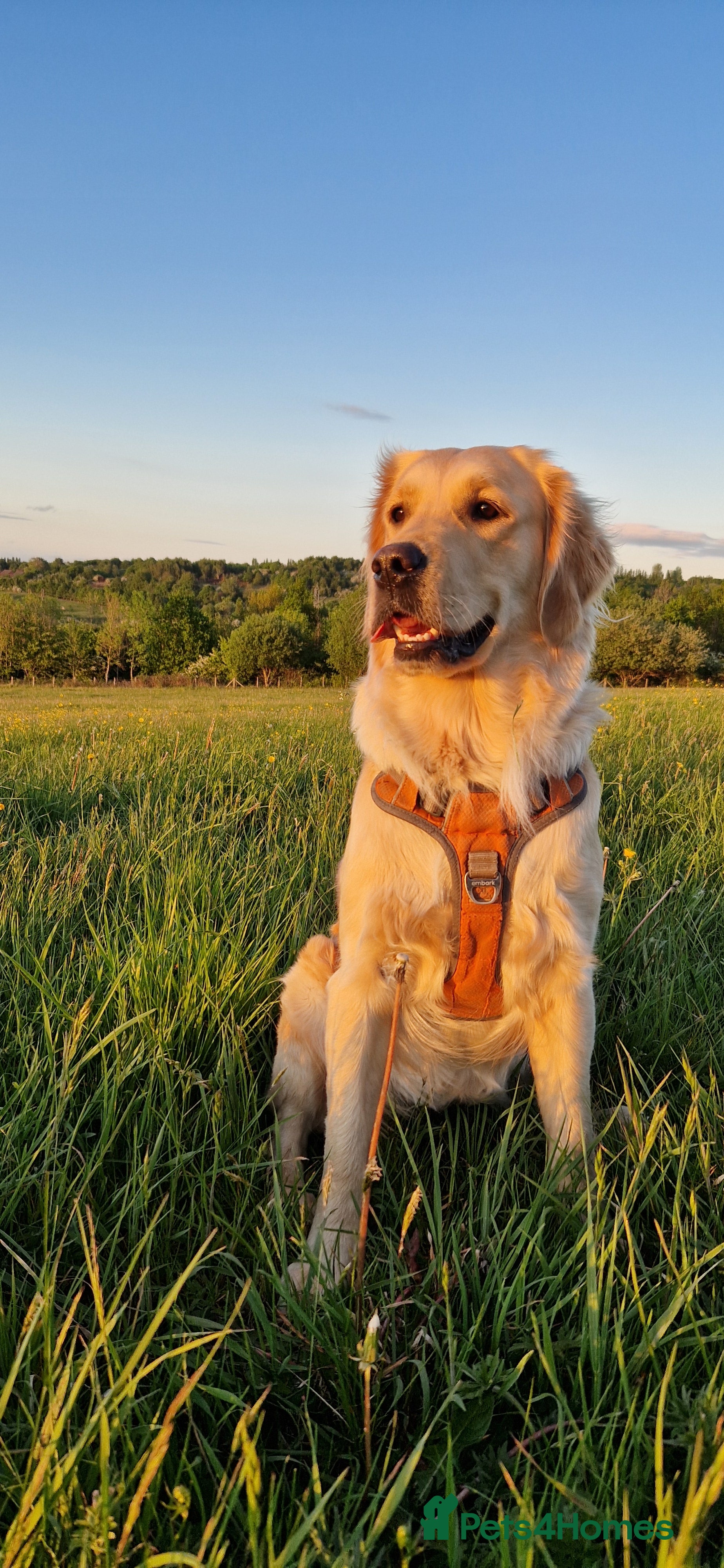 Golden Retriever dogs Golden retriever puppies arriving in 3,5 weeks! - Advert 13