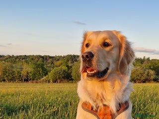 Golden Retriever dogs Golden retriever puppies arriving in 3,5 weeks! - Advert 13