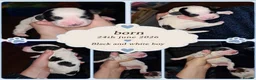 Cocker Spaniel dogs for sale: Cocker spaniel puppies due  - Advert 34