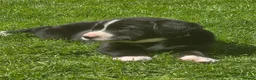 Bernese Mountain Dog dogs for sale: Labernese. F1 - Advert 5