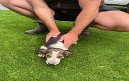 Basset Hound dogs for sale: Basset hound puppies for sale - Image 21