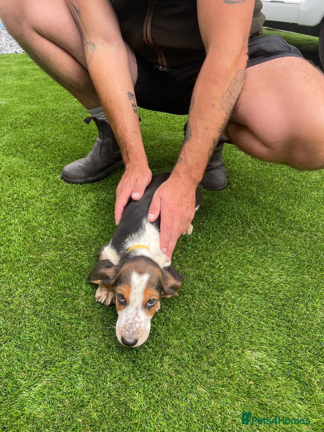 Basset Hound dogs for sale: Basset hound puppies for sale - Image 21