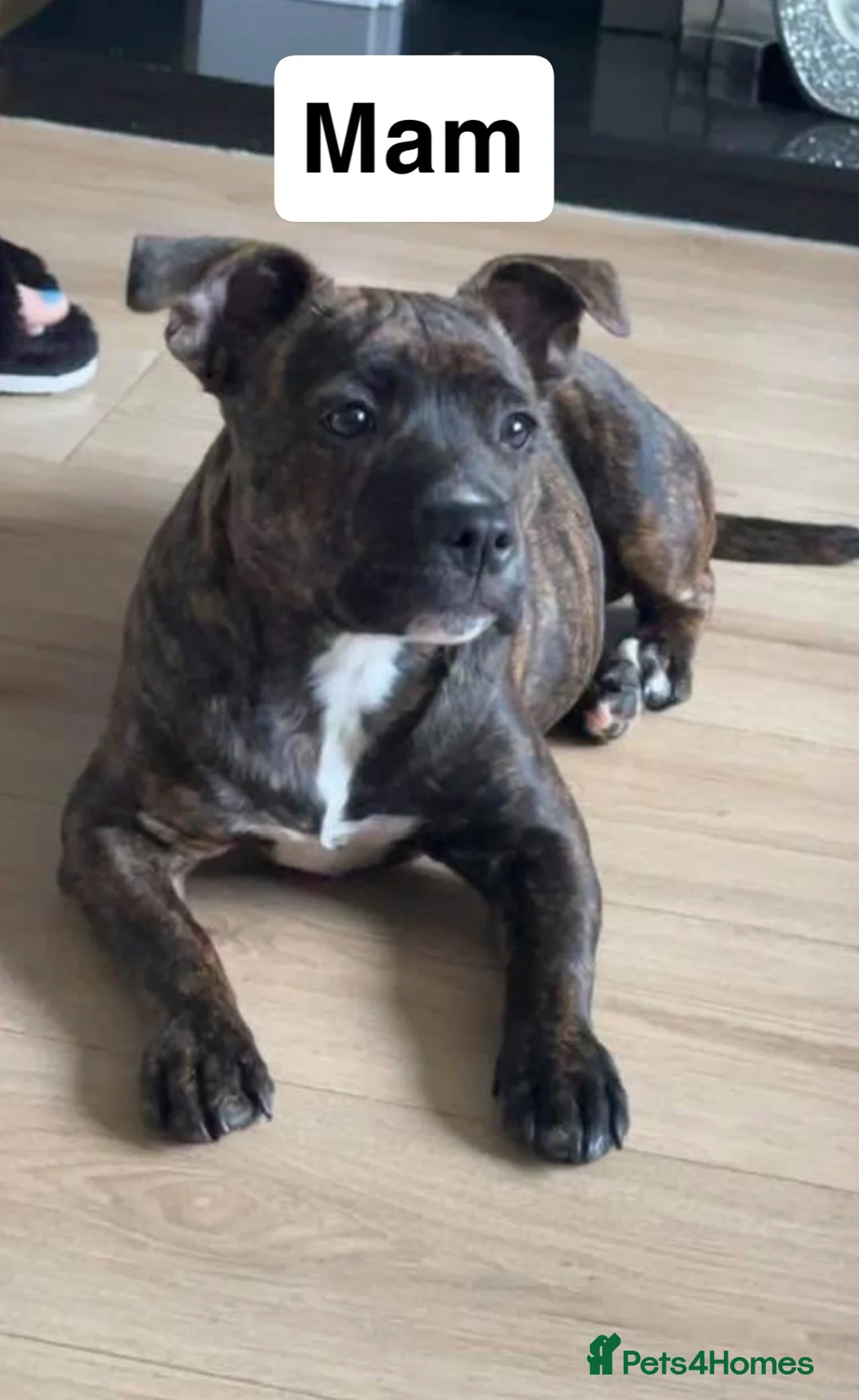 Staffordshire Bull Terrier dogs for sale: Staffy puppy for sale in Bishop Auckland - Advert 5