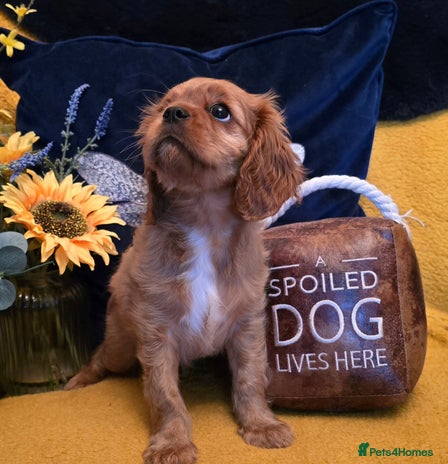 Cavalier King Charles Spaniel dogs Cavalier King Charles Puppies - Advert 4