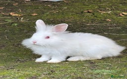 Lionhead rabbits for sale: Beautiful bunnies. in Chatham - Image 1