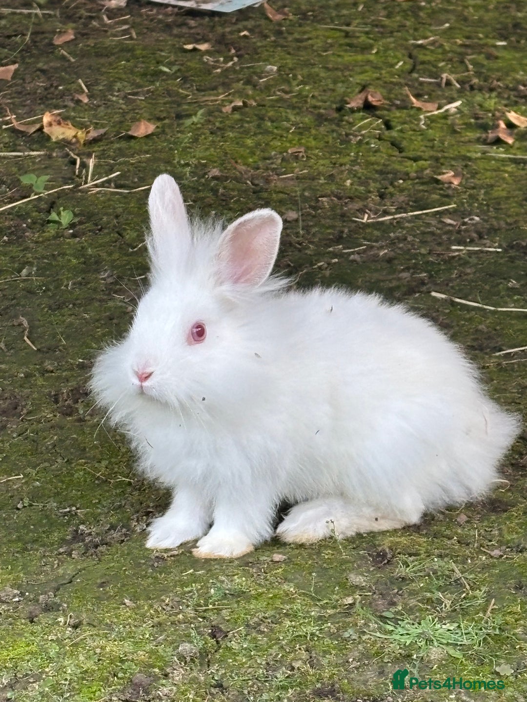 Lionhead rabbits for sale: Beautiful bunnies. in Chatham - Image 1