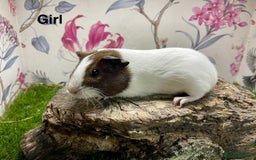 Guinea Pig rodents for sale: Male and female baby guinea pigs  - Image 2