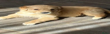 Golden Retriever Puppy 3