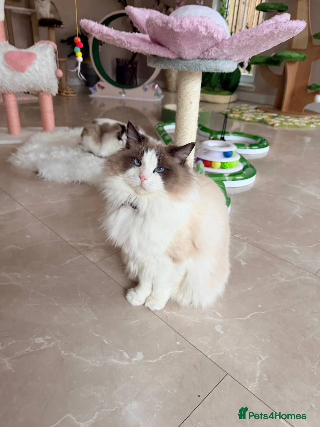 Ragdoll cats for sale: Beautiful show quality mature Ragdoll boy - Advert 2