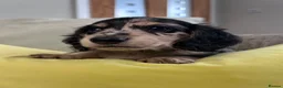Miniature Dachshund dogs for sale: 🖤 SILVER DAPPLE & CREAM LONGHAIR BOY🖤  - Advert 34