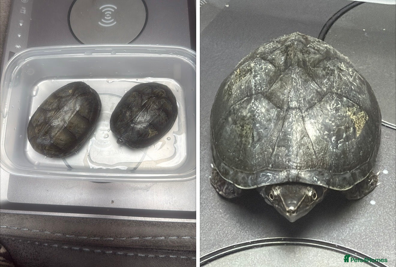 Turtle reptiles 2x Musk Turtles - Advert 1