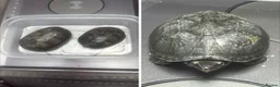 Turtle reptiles for sale: 2x Musk Turtles - Advert 1