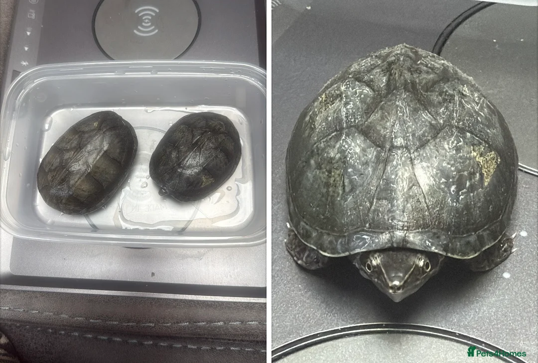 Turtle reptiles for sale: 2x Musk Turtles - Advert 1
