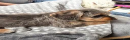 Doxiepoo dogs for sale: Beautiful Doxiepoo Puppy Looking for a Loving Home - Advert 3