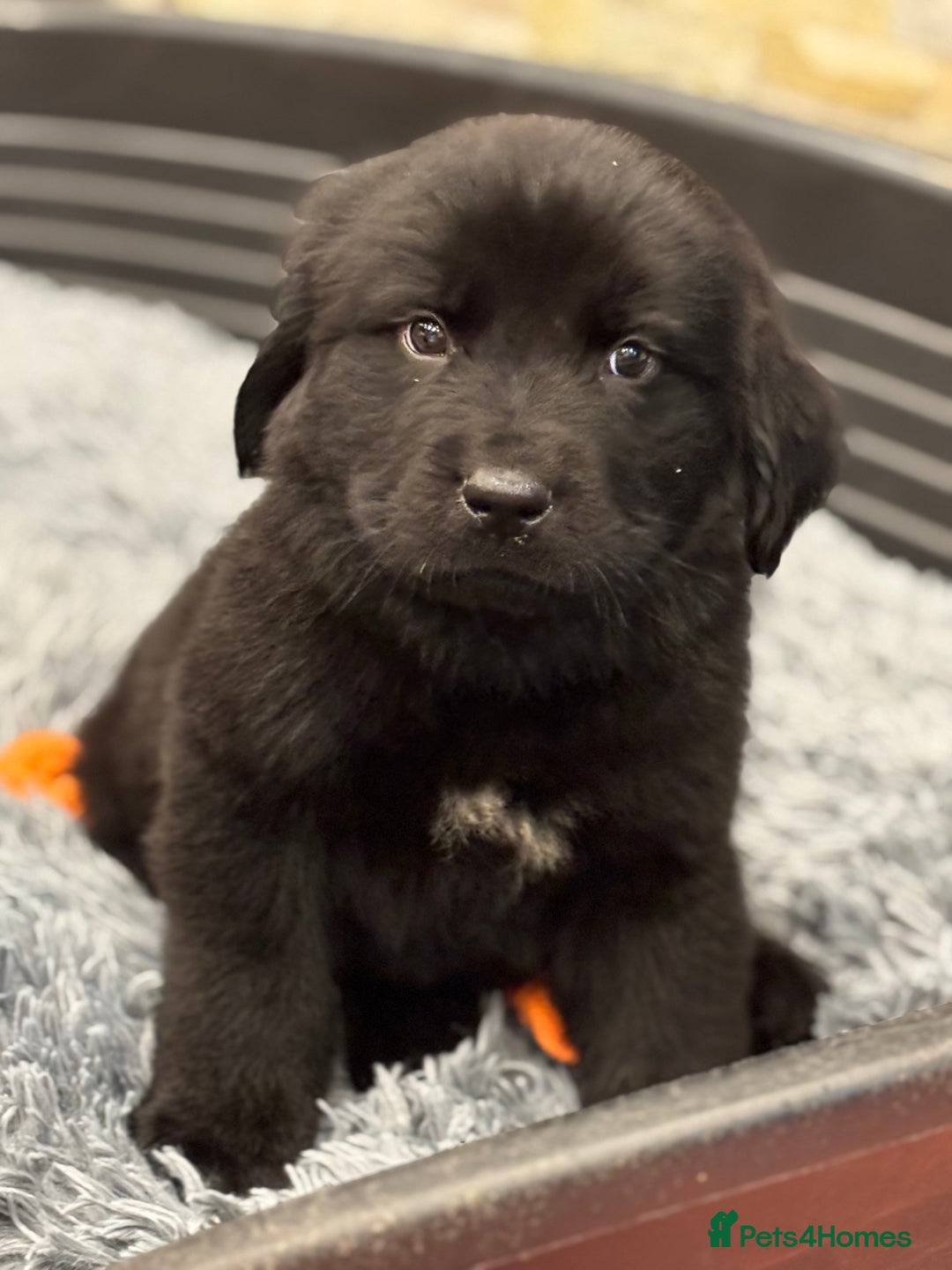 Newfoundland dogs for sale: Newfoundland puppies - Image 31