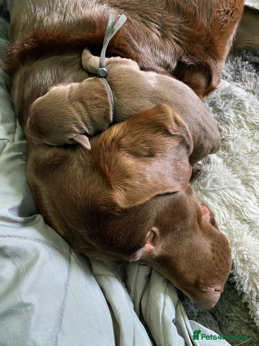 Labrador Retriever dogs for sale: KC Registered Chocolate Labrador Puppies - Advert 6