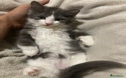 British Longhair cats for sale: Grey cute British Longhair male  - Image 2