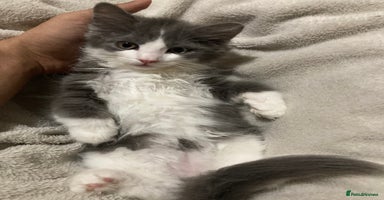 British Longhair cats - Advert 2