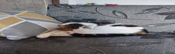 Mixed Breed cats for sale: **Black and white handsome male cat**  - Advert 5