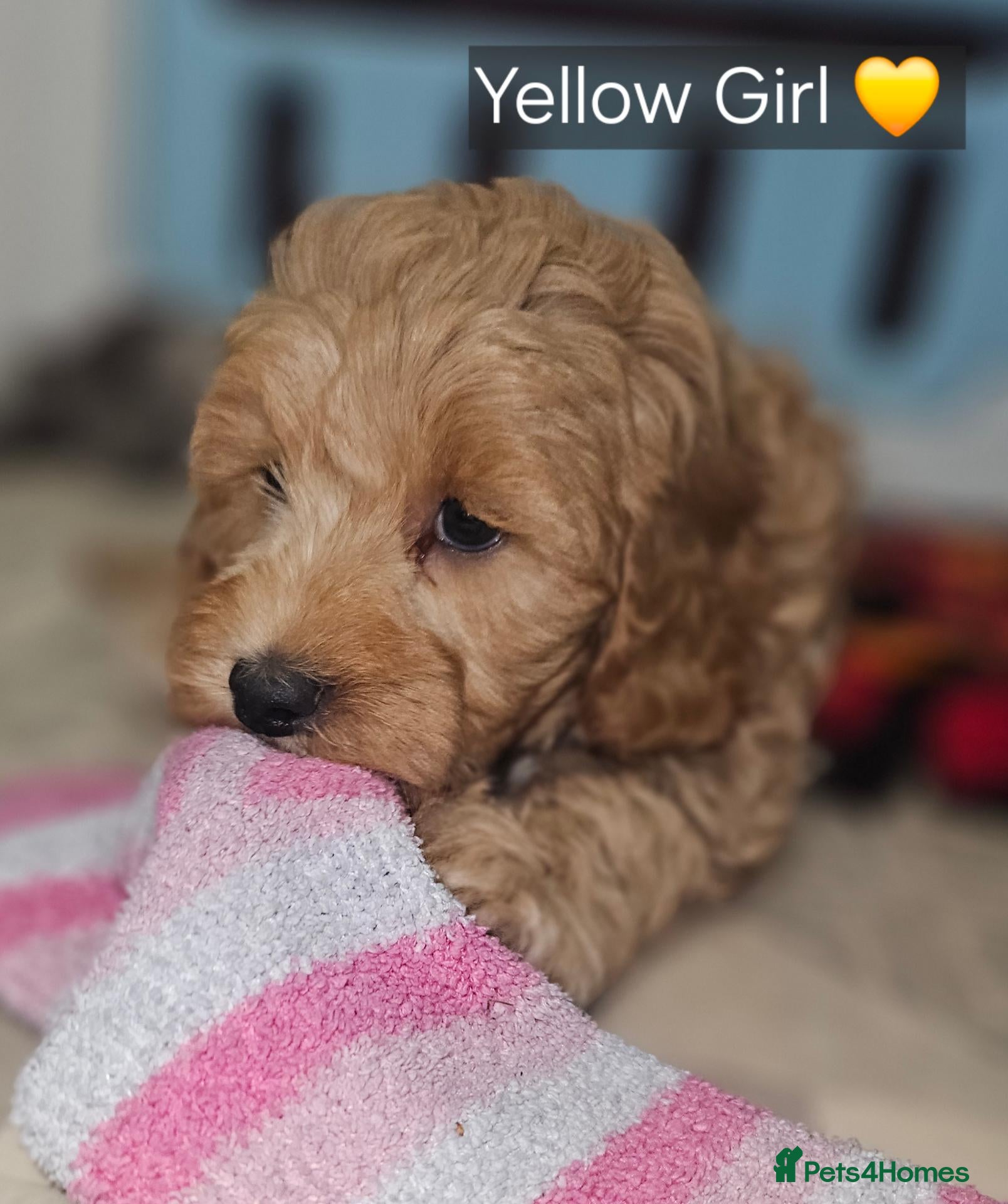 Cockapoo dogs 1 Girl Ready for loving homes, licensed breeder!   - Advert 2