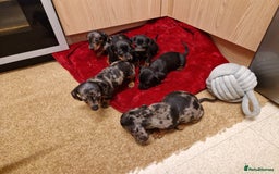 Miniature Dachshund dogs for sale: Black grey dapple, Black Tan miniature dachshund - Image 13