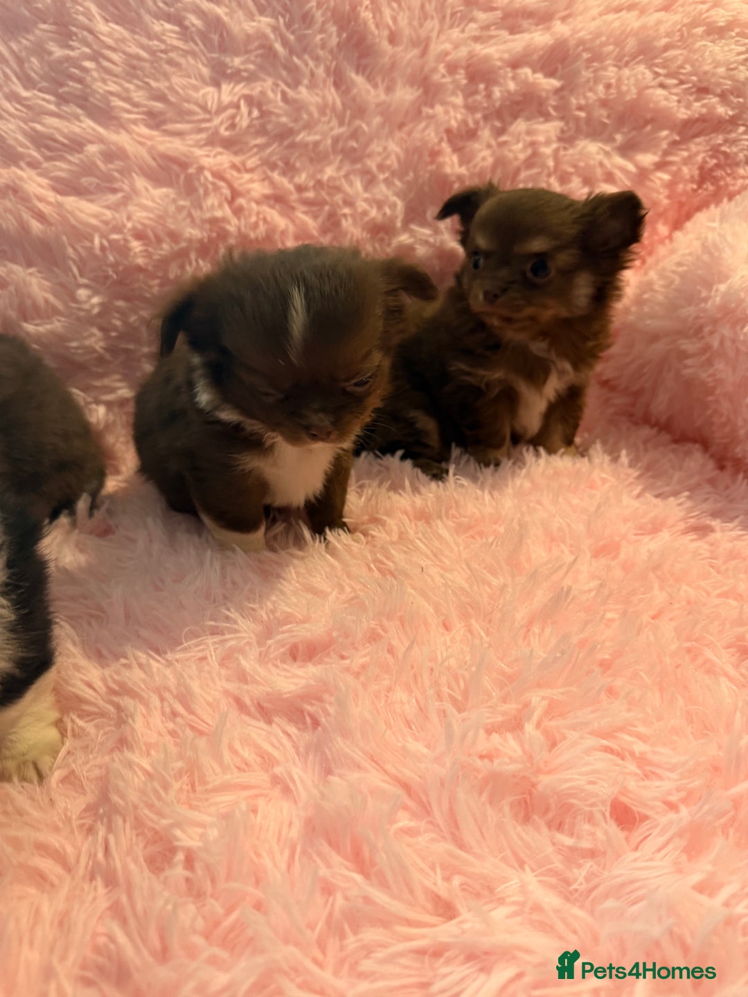 Chihuahua dogs for sale: Beautiful litter of four l/c CHIHUAHUAS READY NOW! - Advert 22