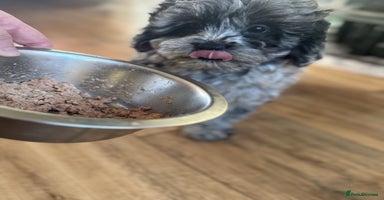 Shihpoo dogs - Advert 5