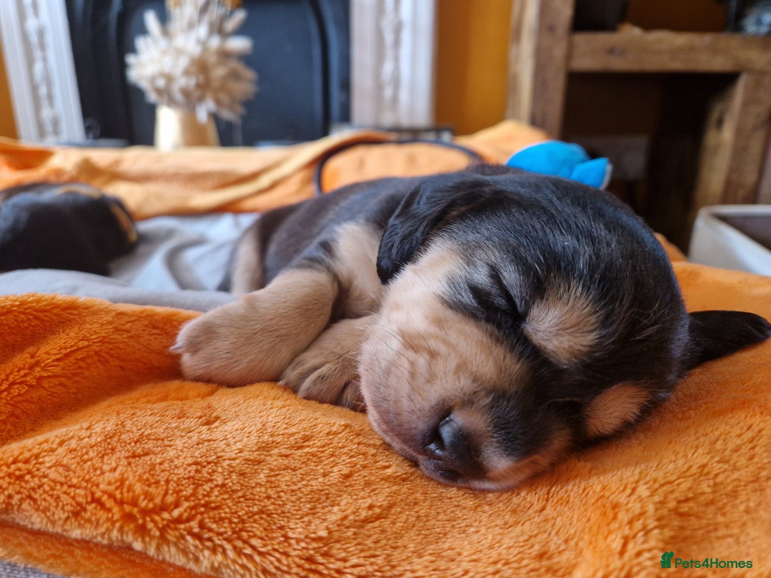 Cockerdor dogs for sale: Stunning Tri-coloured Cockerdors - Image 16