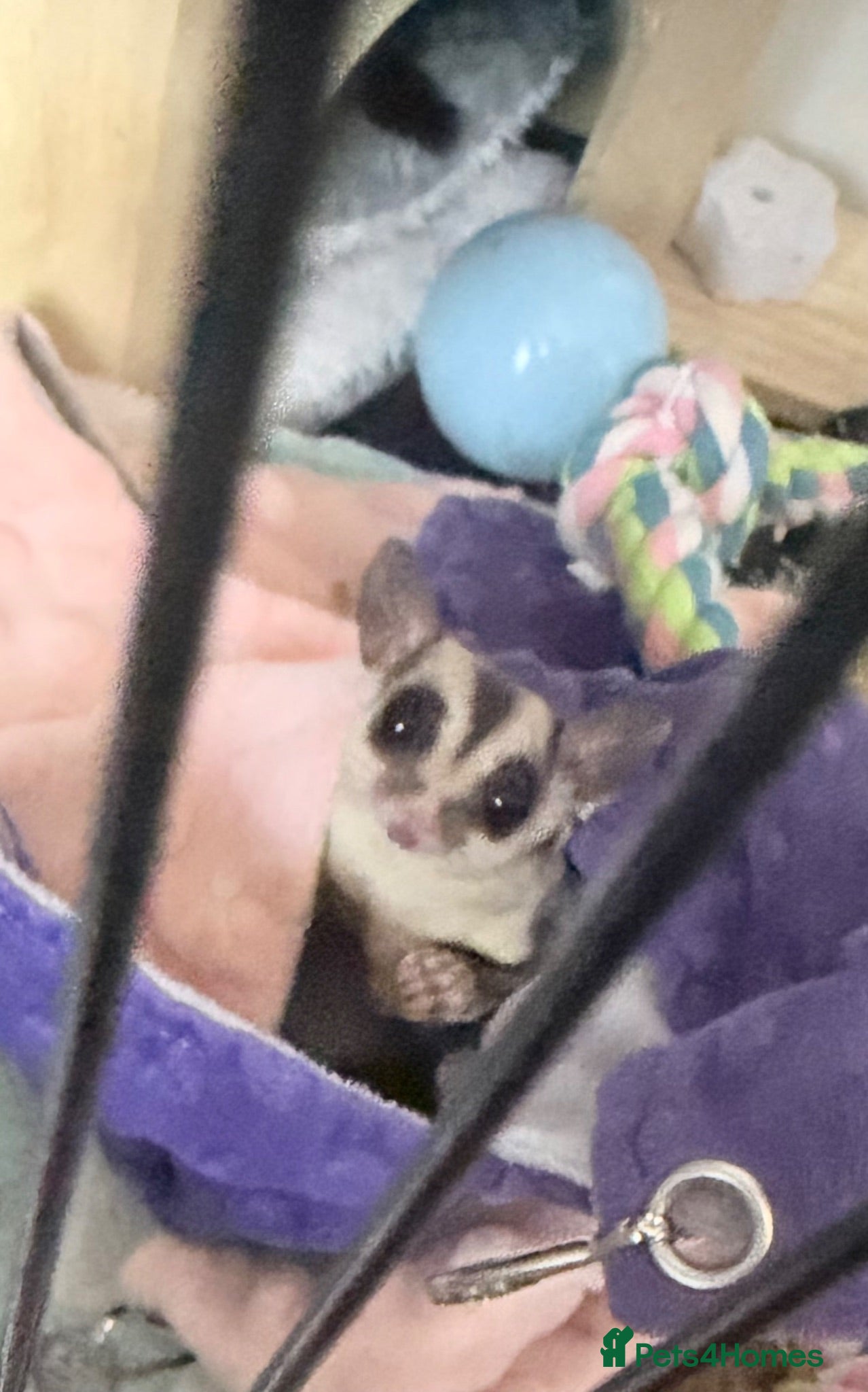 Sugar Glider rodents Male and female x breeding pair  - Advert 1