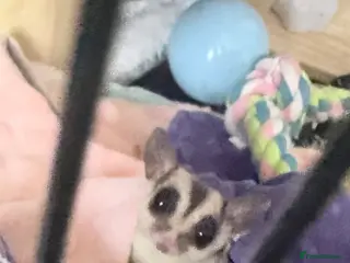 Sugar Glider rodents Male and female x breeding pair - Advert 12