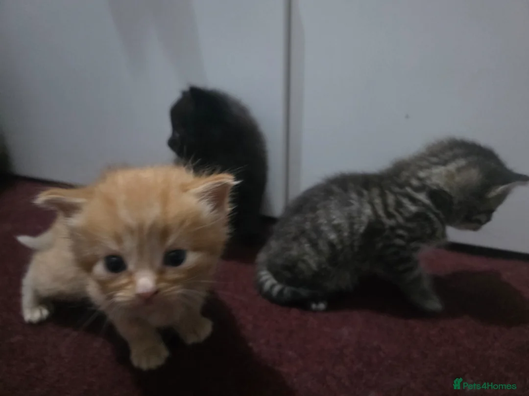 Mixed Breed cats for sale: Maine coon mix kittens  - Advert 2