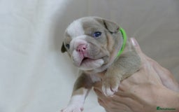 English Bulldog dogs for sale: 7 gorgeous mr muscles puppies looking for a home  - Image 10