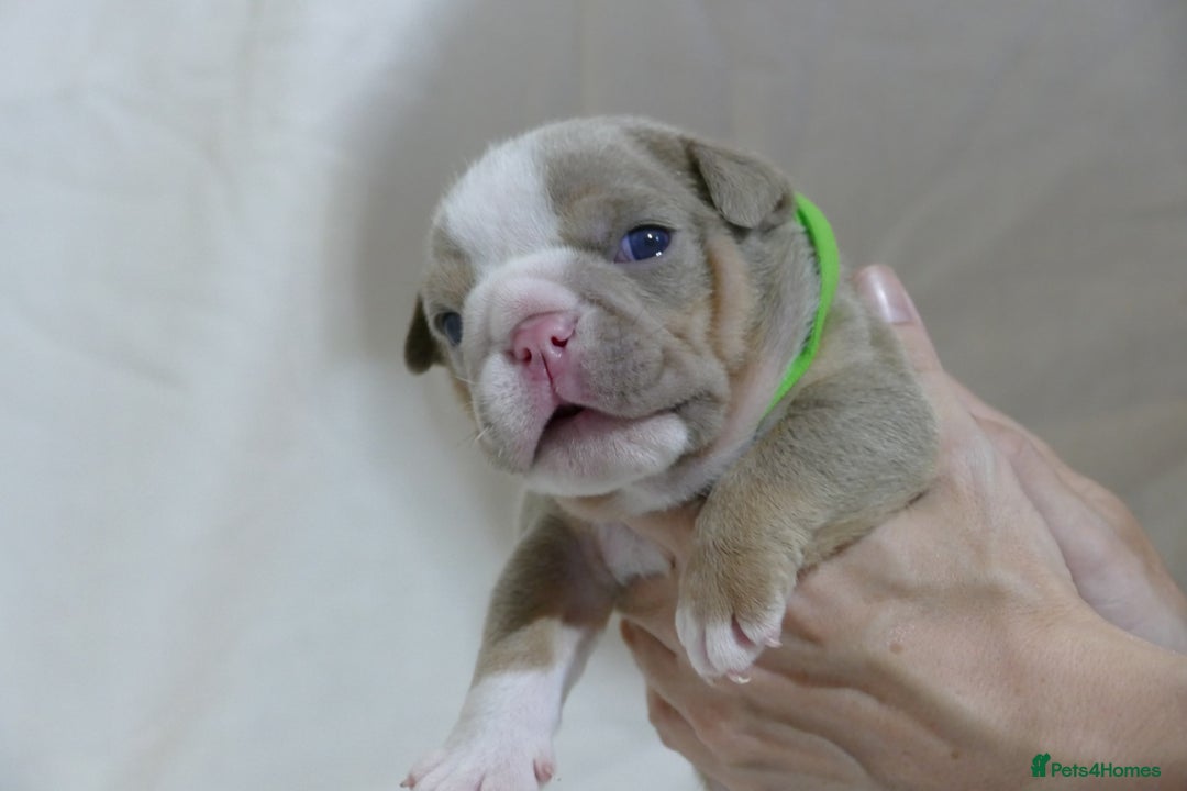 English Bulldog dogs for sale: 7 gorgeous mr muscles puppies looking for a home  - Image 10