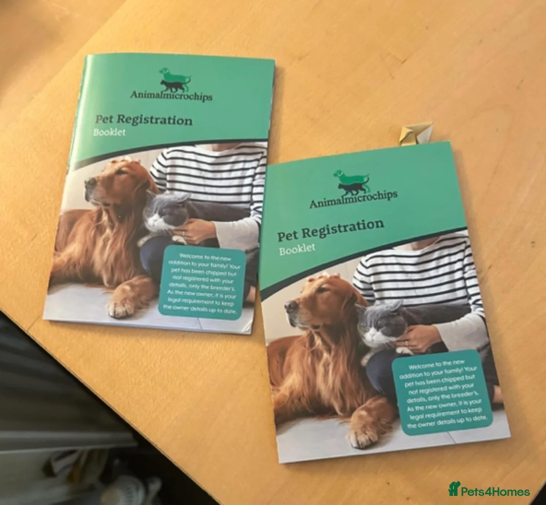 Mixed Breed dogs for sale: Frenchie x pocket bully x old English bulldog in Snodland - Advert 2