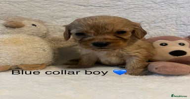 Cavapoo dogs - Advert 6