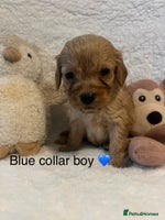 Cavapoo dogs - Advert 14