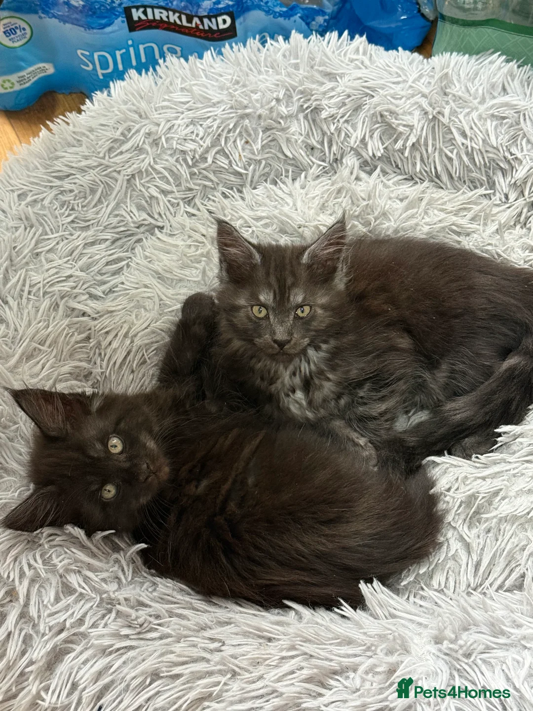 Maine Coon cats for sale: last girl and boy available - Advert 2