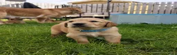 Golden Retriever dogs for sale: 2 Golden Retriever Puppies, red foxish colour   - Advert 16