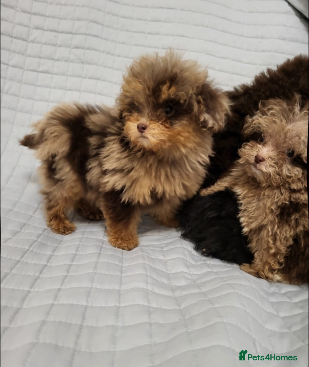 Toy Poodle dogs for sale: Small toy poodles  - Advert 10