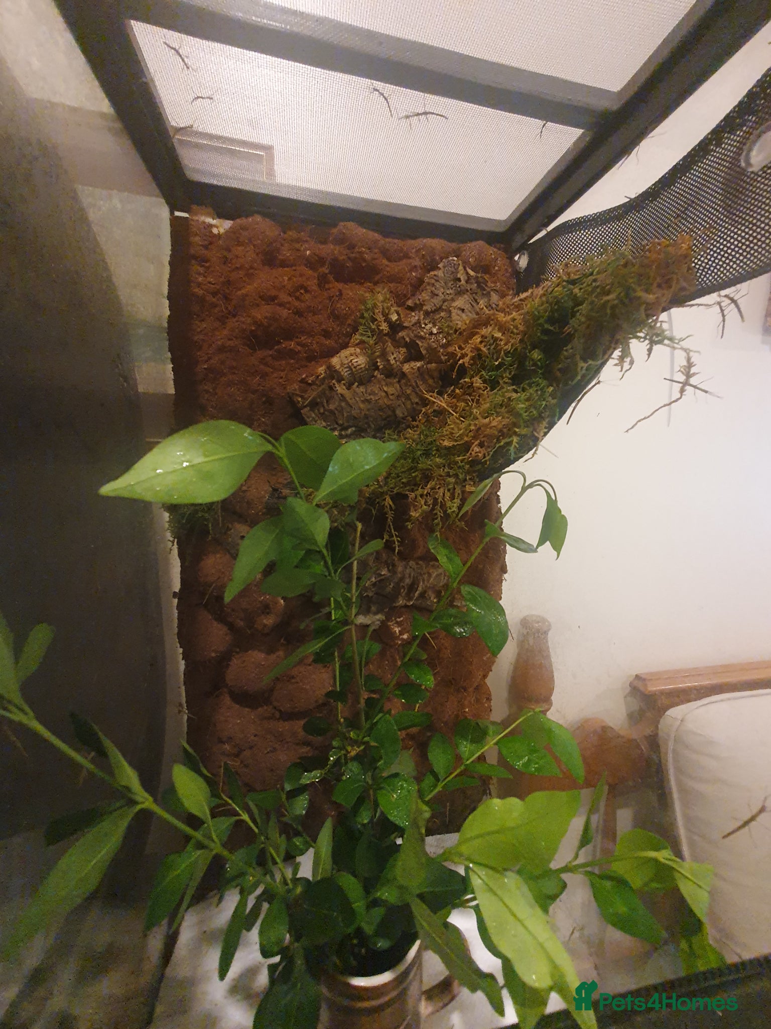 Stick Insects invertebrates Indian Stick Insect nmphs for sale  - Advert 9