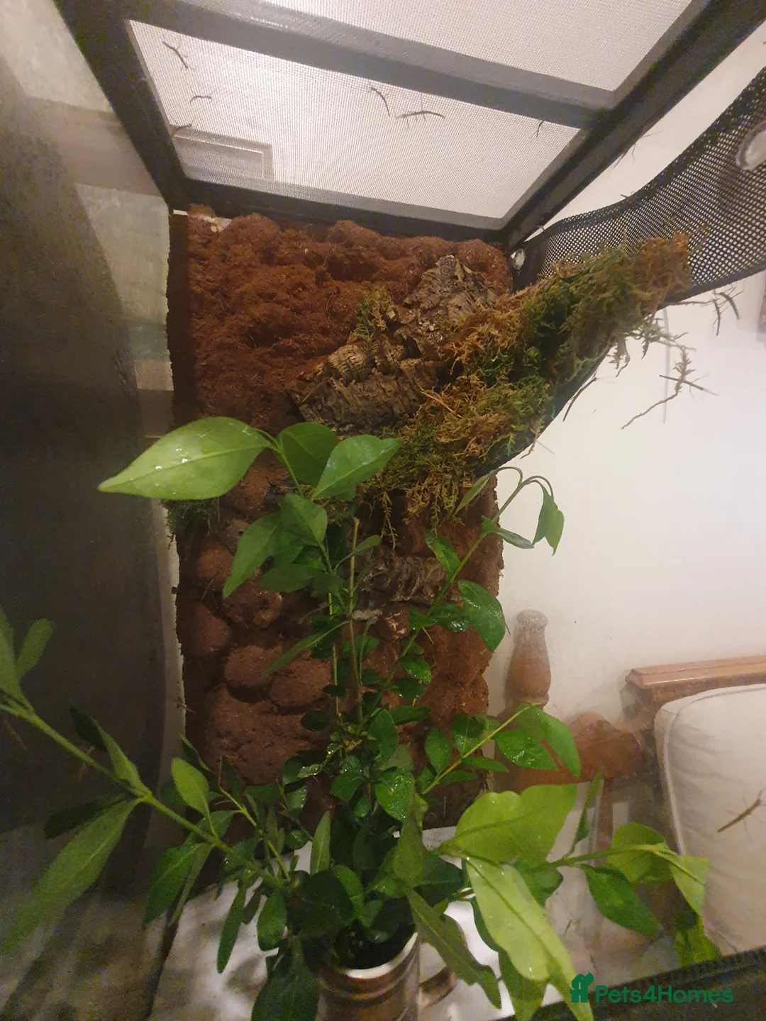 Stick Insects invertebrates for sale: Indian Stick Insect nmphs for sale  - Advert 1
