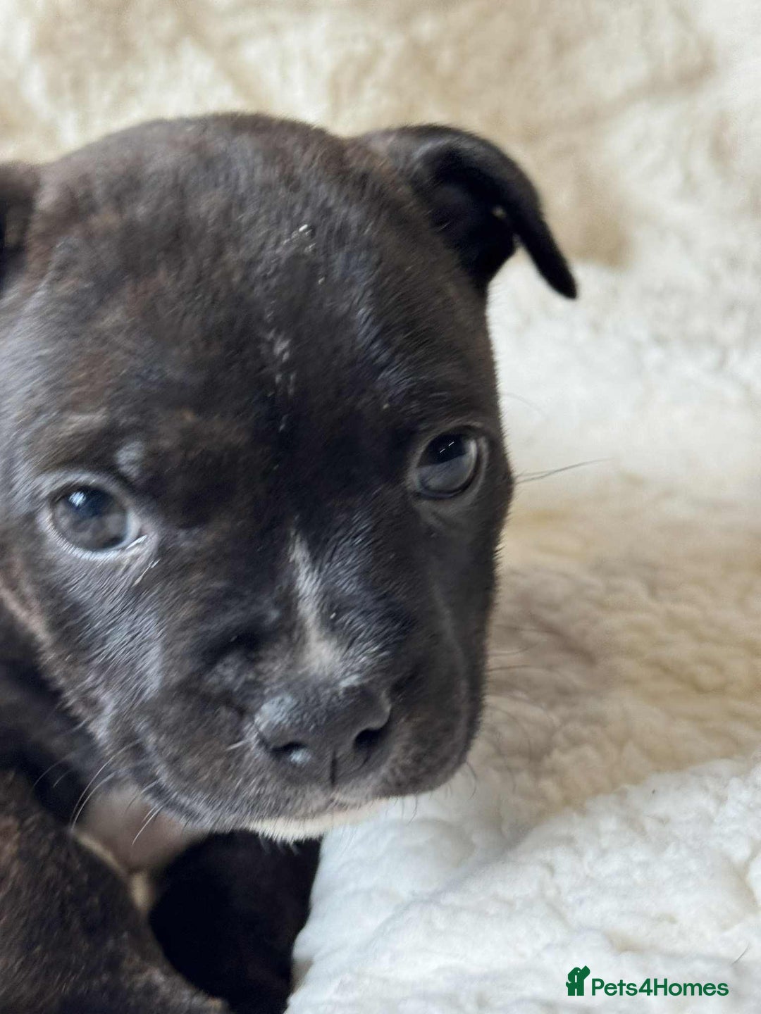 Staffordshire Bull Terrier dogs for sale: Kc registered Staffordshire bull terriers - Advert 12