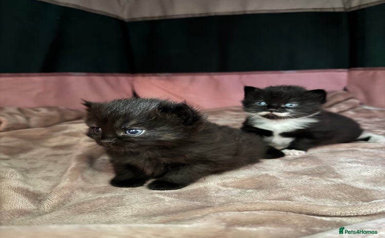 Mixed Breed cats - Advert 3