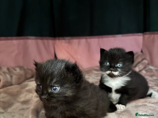 Mixed Breed cats - Advert 8