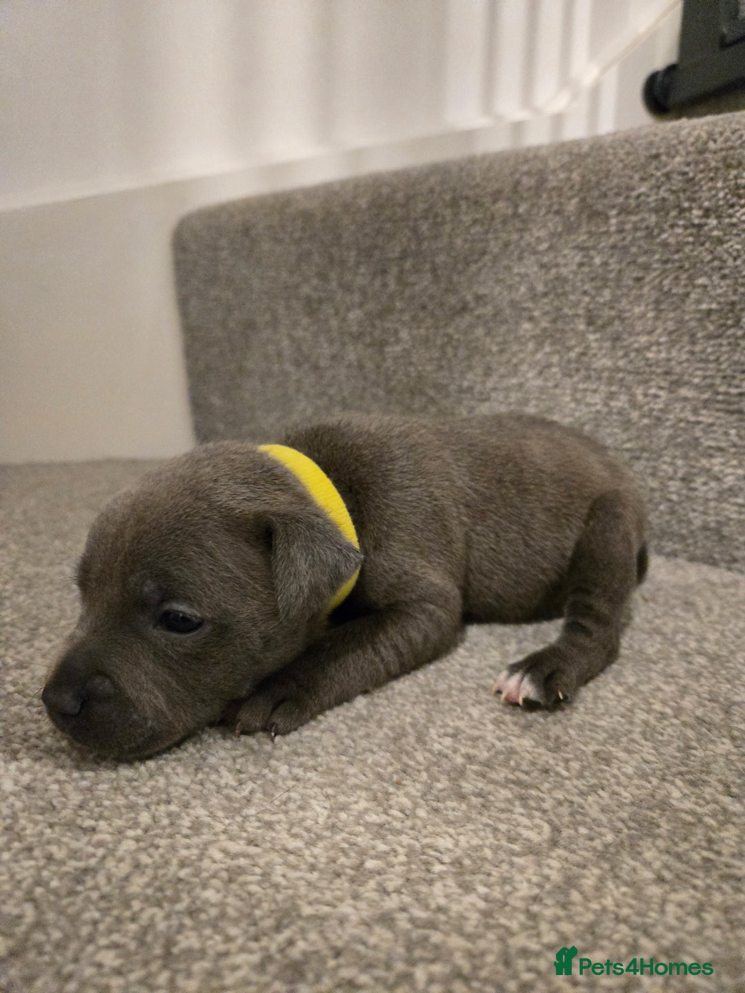 Staffordshire Bull Terrier dogs for sale: Blue Staffy Puppies 🐶 - Advert 24