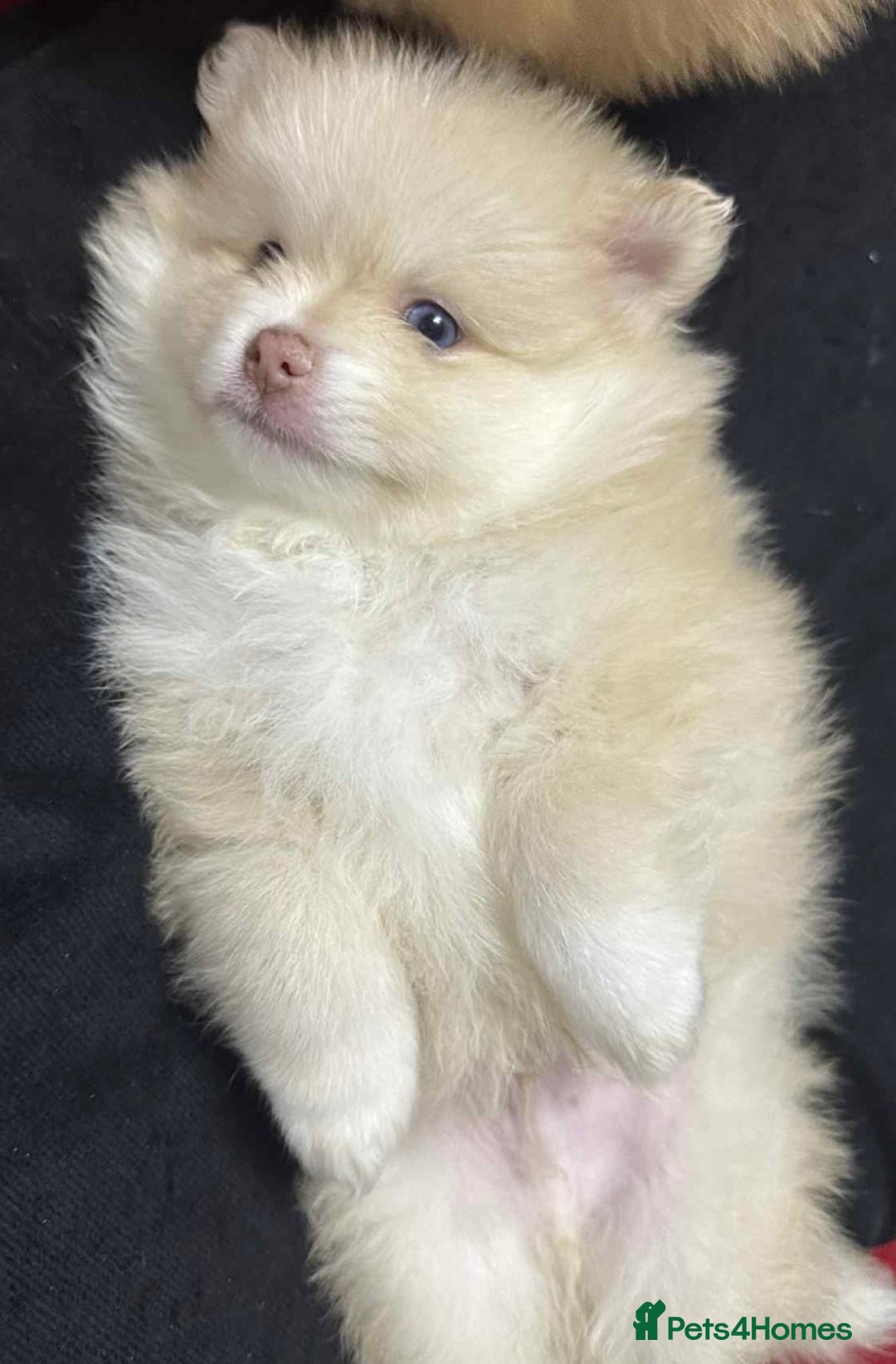 Pomeranian dogs for sale: Blue eyed Pomeranian boy ready now  - Advert 12