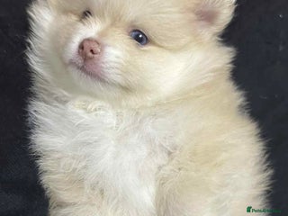 Pomeranian dogs Blue eyed Pomeranian boy ready now - Advert 6