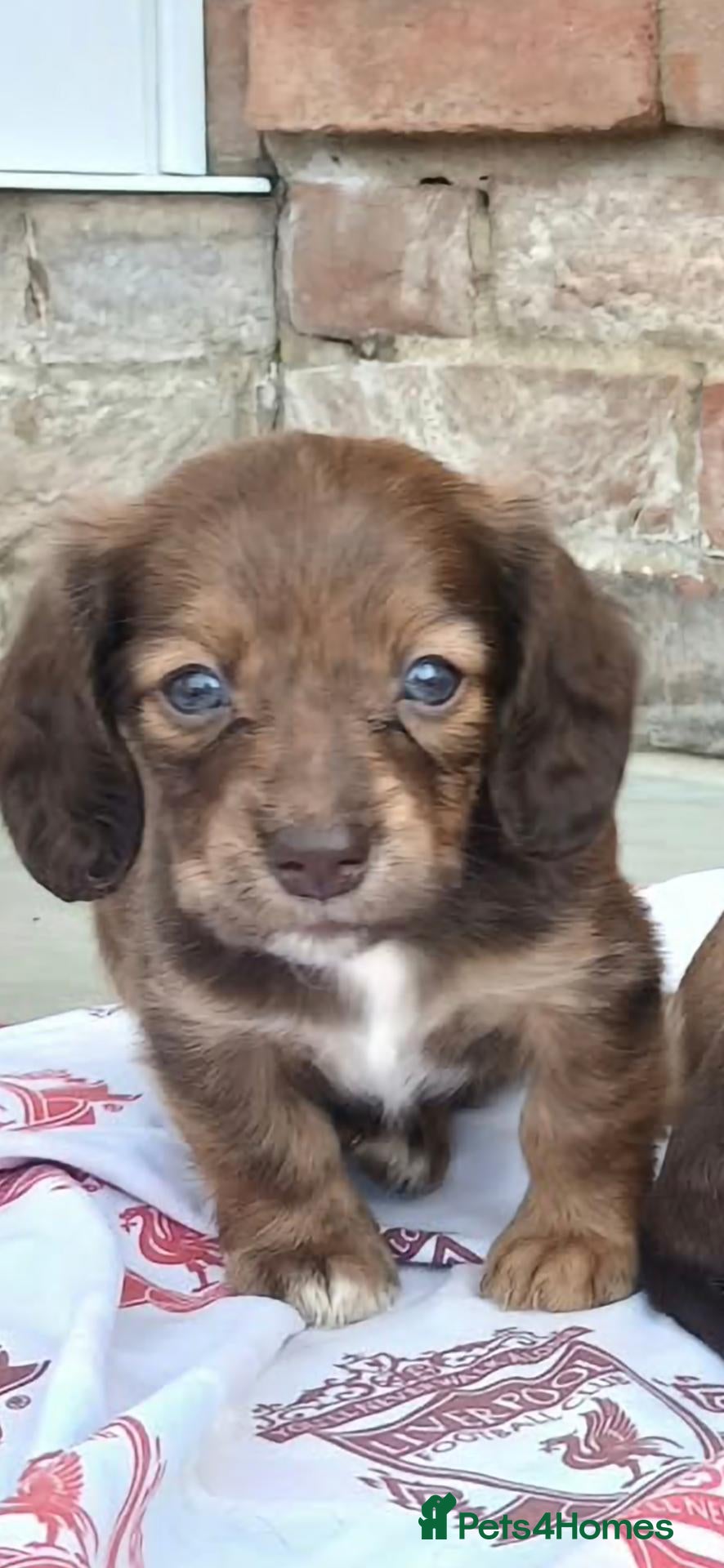 Miniature Dachshund dogs Mini Dachshunds long and short haired - Advert 1